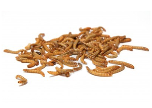 Mack's 25 Count Live Waxworms