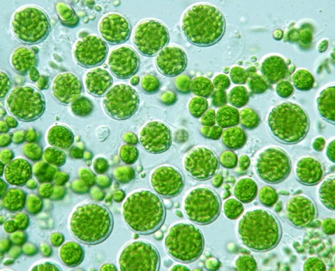 Chlorella