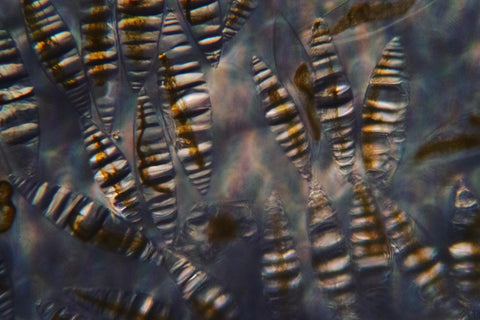 PyroDinos under a microscope 