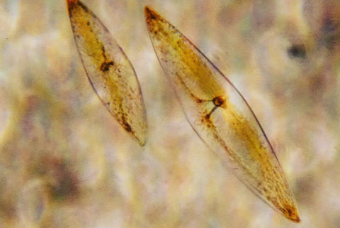 PyroDinos (Pyrocystis fusiformis) dinoflagellates