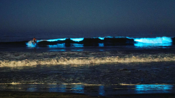 Surfing in bioluminecene at Moonlight Beach Encinitas