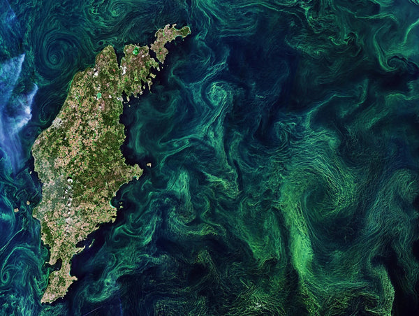 algae bloom from space