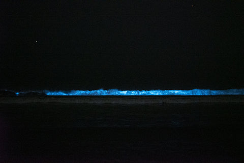 bioluminecent waves
