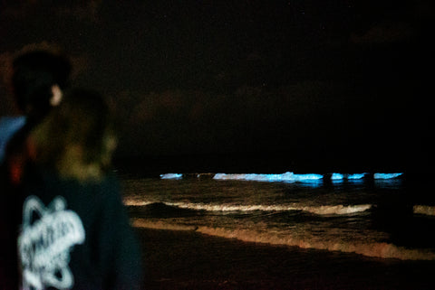 bioluminescent beach in san diego with people