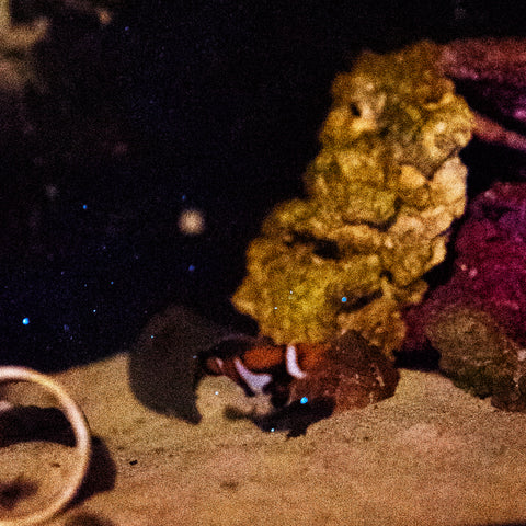 clownfish with bioluminescence