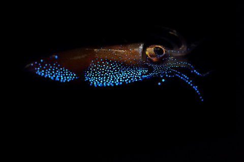 counter illumination using bioluminescence