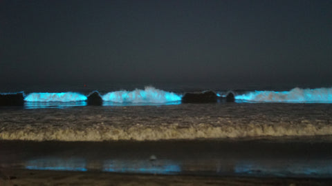 Moonlight beach bioluminescent waves