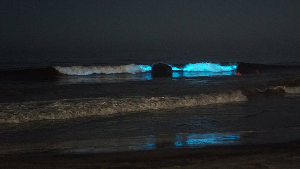 Swimming in bioluminecence at Moonlight Beach, Encinitas California