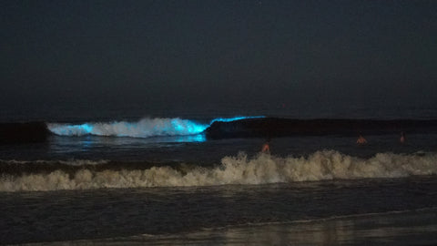 swimming in bioluminescence at Moonlight Beach in San Diego