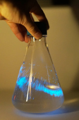 bioluminescent PyroDinos in a flask