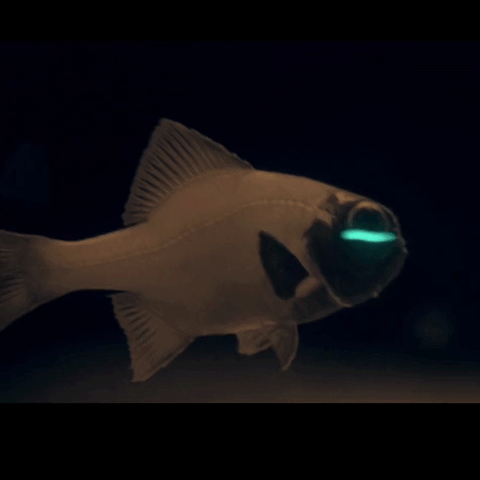 flashlight fish - lantern fish