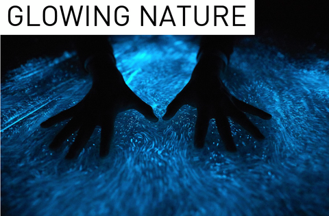 Glowing Nature PyroDinos