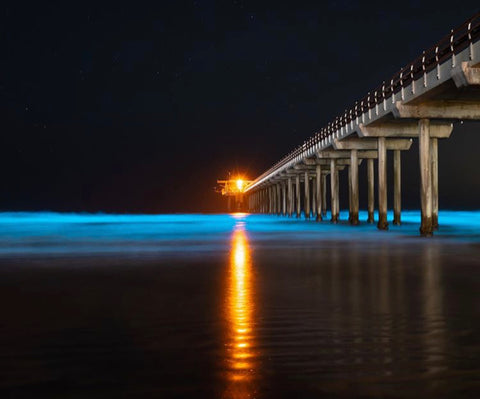 Bioluminescent Ball at the Beach | PyroFarms
