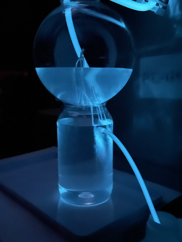 bioluminescent plankton