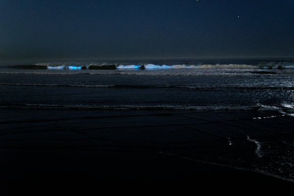 Bioluminecent Event in Oceanside California