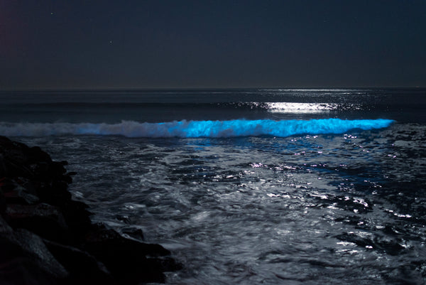 San Diego bioluminescent waves