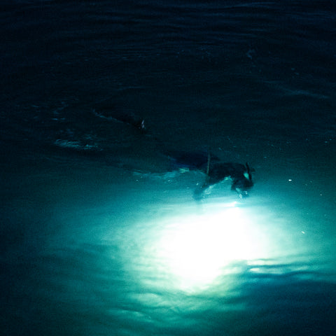 deep sea detective lobster hunting at night