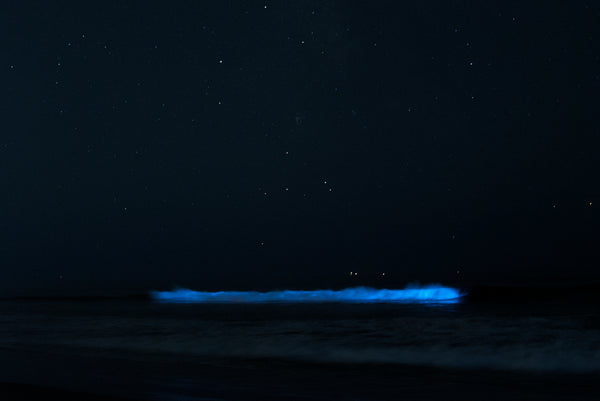 Stars over a bioluminescent ocean red tide at night