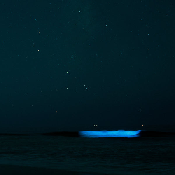 Bioluminescence in nature ocean beach san diego