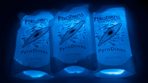 Bioluminescent PyroDino three pack at night from PyroFarms 