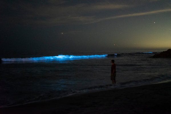 PyroFarms' Founder Dean Sauer on bioluminescent beach