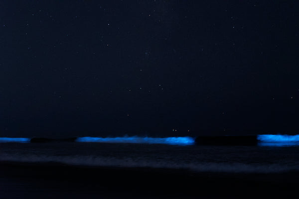 bioluminecent beach PyroDinos PyroFarms