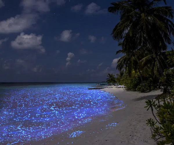 Vaadhoo Island, Maldives: Vaadhoo Island is one of the best places to observe bioluminescence in the ocean