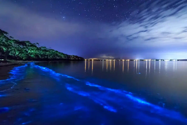 bioluminescent beach at night