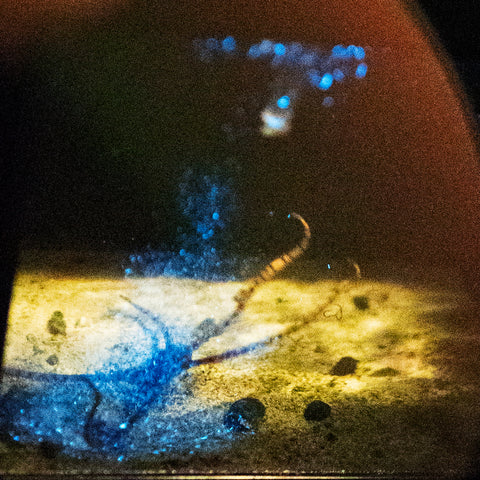 brittle star in bioluminescence