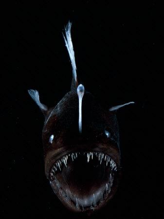 deep sea anglerfish bioluminescence