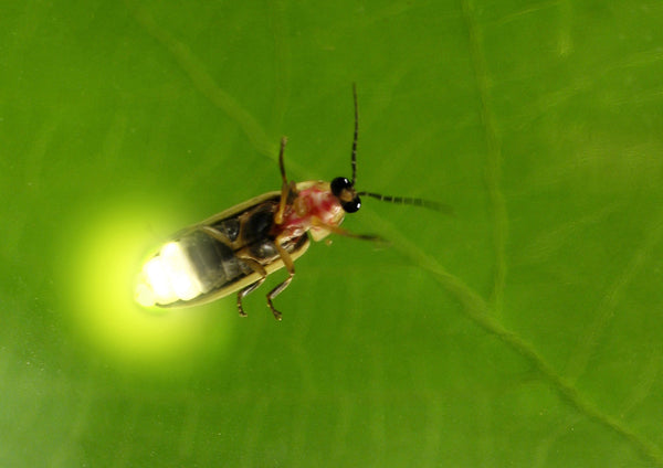 fire fly lightening bug bioluminescence