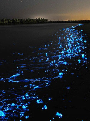 Toyama Bay, Japan: Toyama Bay is known for its large population of glowing firefly squid (Hotaru-Ika)