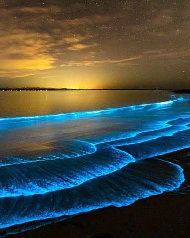 natural bioluminescence
