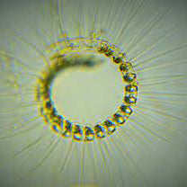 phytoplankton in a ring under a microscope