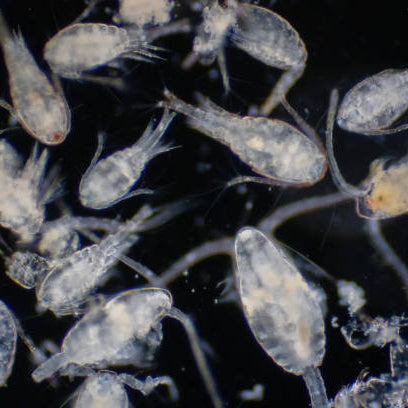 zooplankton under a microscope