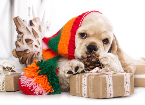 The Ultimate Holiday Gift Ideas for Pet Lovers