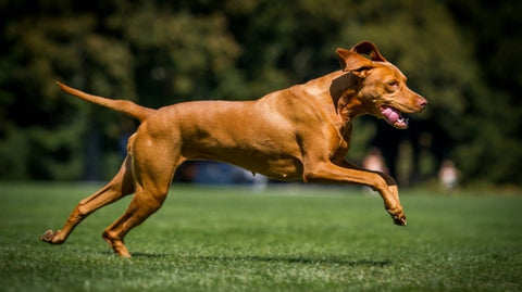 Spring Training and Your Pets