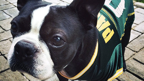 Major League Pets - Packers