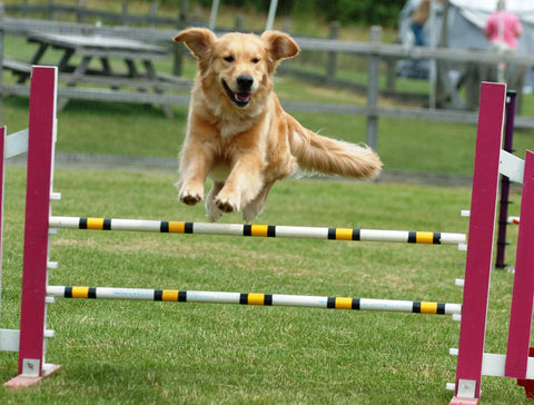 Major League Pets - Dog Jump