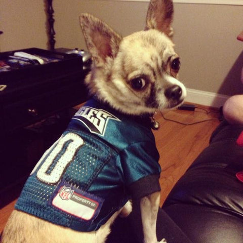 eagles pet jersey