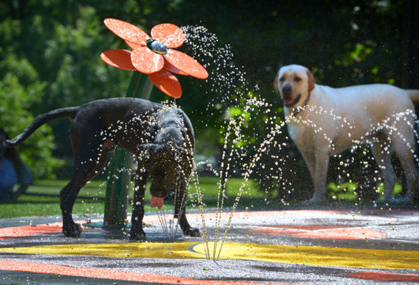 Amazing Dog Water Park