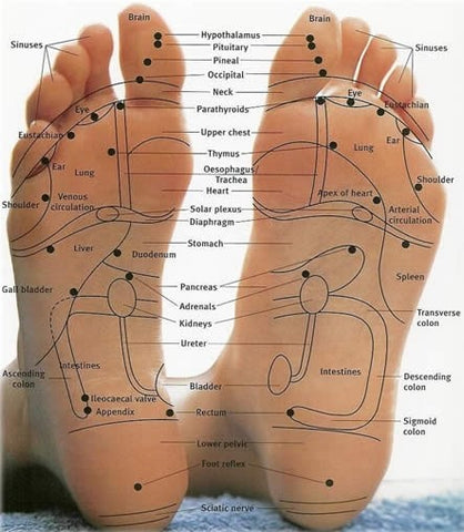 Foot Nerve Endings Chart