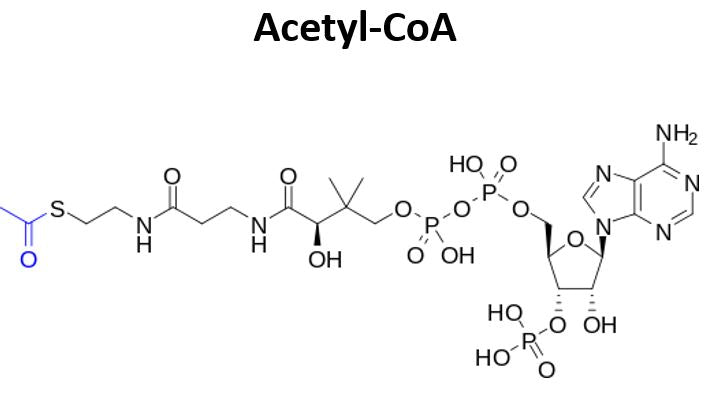 runner vitamin b5 panothenic acid converts to acetyl coA