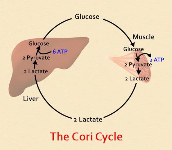 runner vitamin cori cycle vitamin b7 biotin