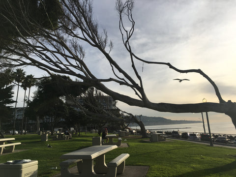 Wind blown tree in oceanside park