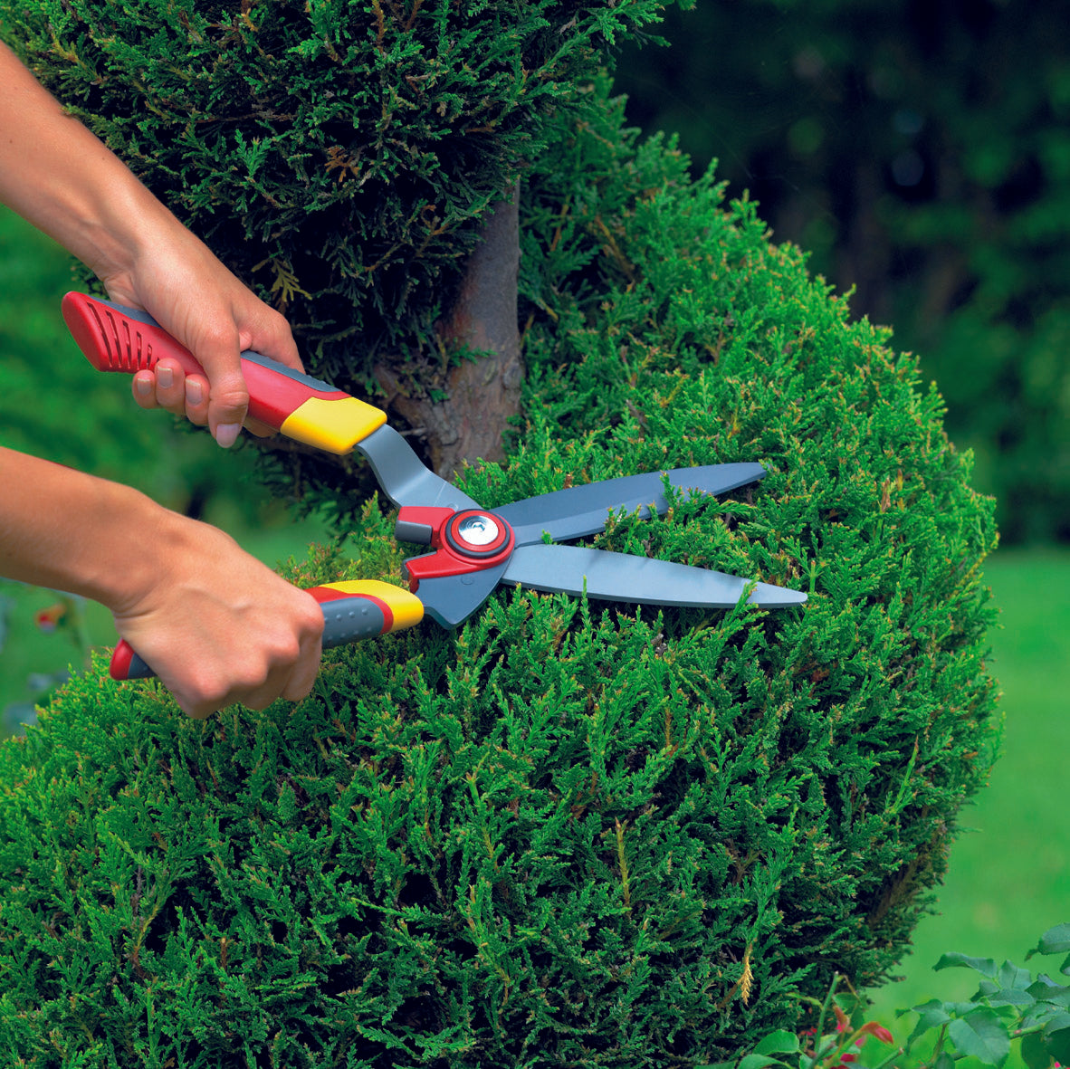 box hedge shears