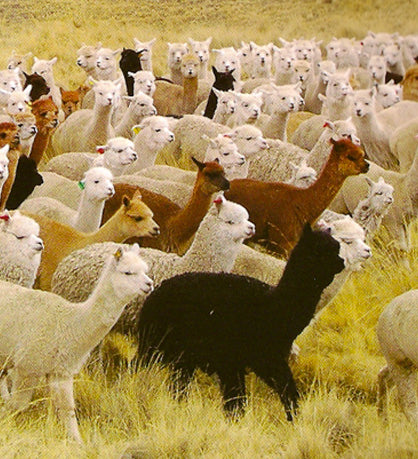 Alpacas in peru