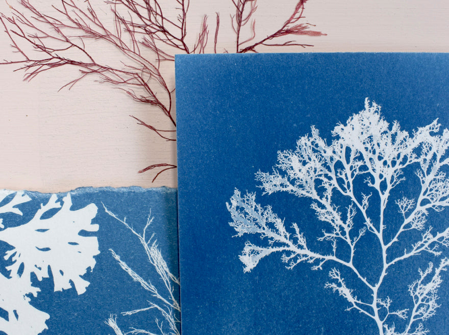 Cyanotype process featuring seaweed prints by Paper Birch