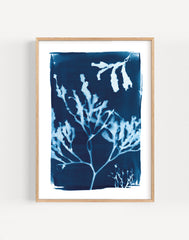 Seaweed Cyanotype Print, Gyllyngvase Beach Falmouth