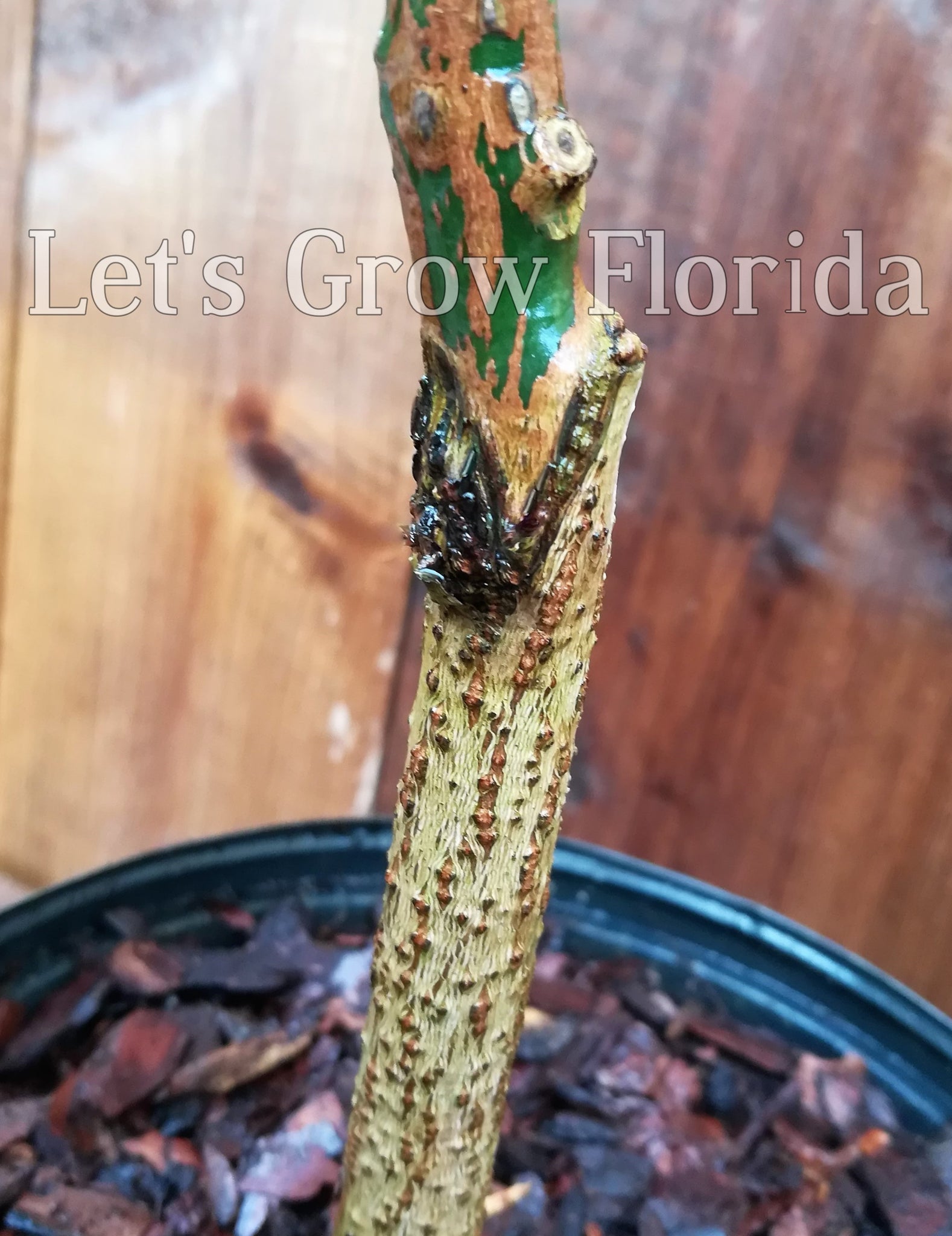 Ice Cream Mango Tree Professionally Grafted Let S Grow Florida